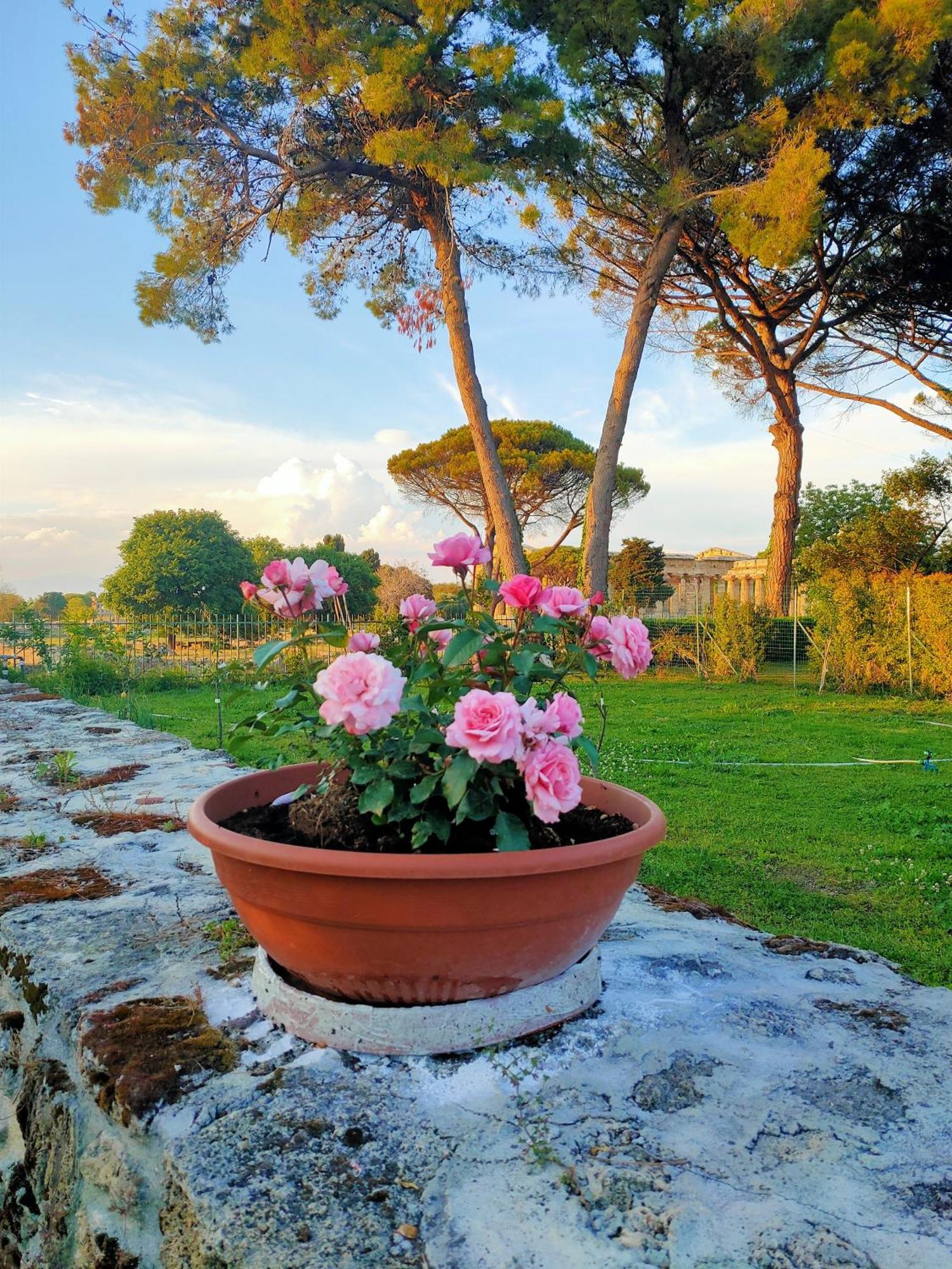 Il Giardino Di Athena 1 Lägenhet Paestum Exteriör bild
